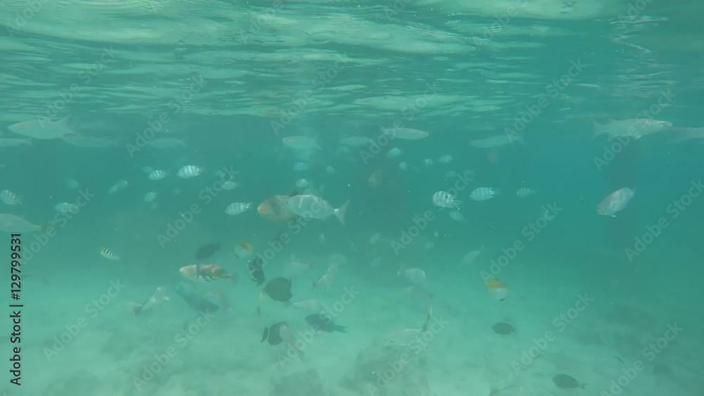 poissons exotique de Polynésie poissons exotique de Polynésie