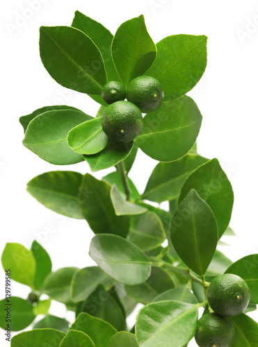 Wallpaper Mural calamondin, calamansi on white background Torontodigital.ca