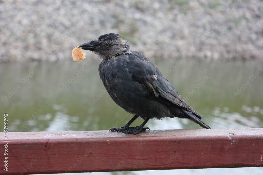 Obraz premium crow with bread in its beak