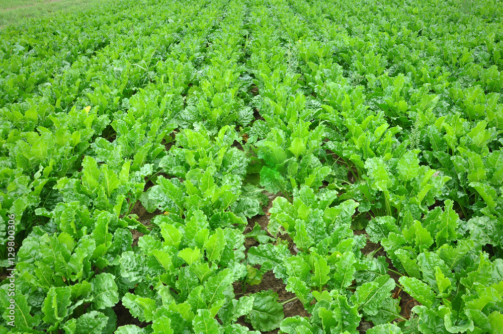 Agricultural green field with rows of mature beets in perspective. Agricultural green field with rows of mature beets in perspective.