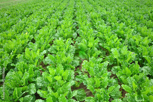 Agricultural green field with rows of mature beets in perspective.