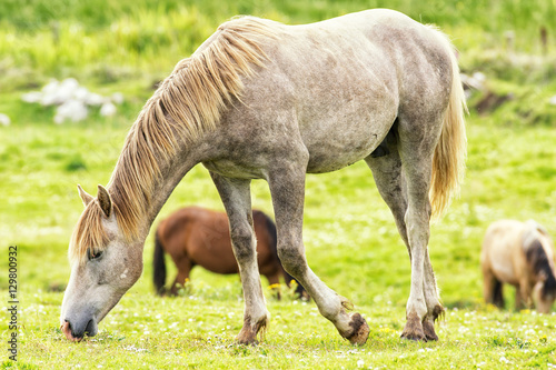 Pferd in Irland