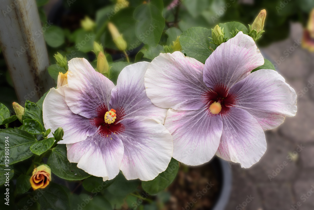 Beuatiful purple chaina rose,hibiscus flower Beuatiful purple chaina rose,hibiscus flower