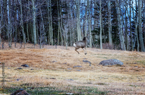 Fototapeta Naklejka Na Ścianę i Meble -  Elk