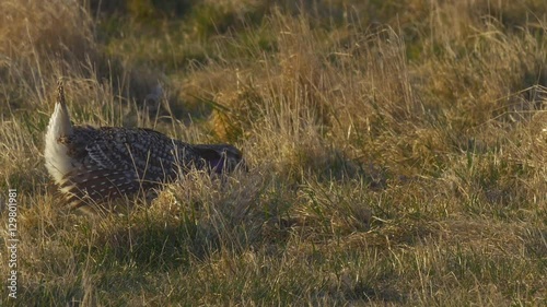 Sharp Tail Grouse Dancing in early Sunrise Light on Lek photo