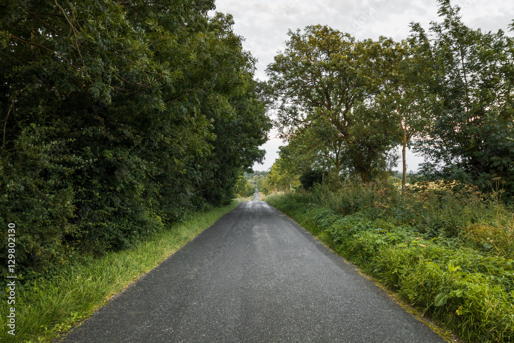 Long Road In The Countryside