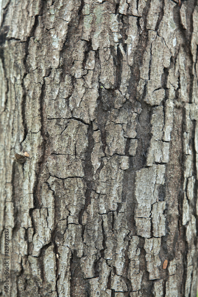 Close up to bark texture of tree Close up to bark texture of tree