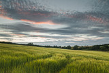 Windy Barley Field At Sunset