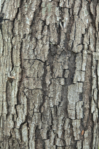 Close up to bark texture of tree