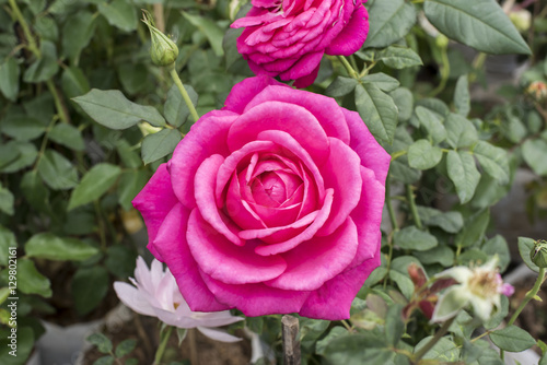 beautiful  delicate rose in the garden
