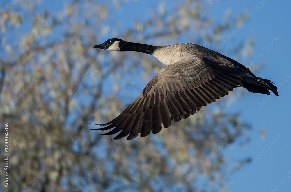 Close Look at Canada Goose Flying Past the Autumn Trees Close Look at Canada Goose Flying Past the Autumn Trees