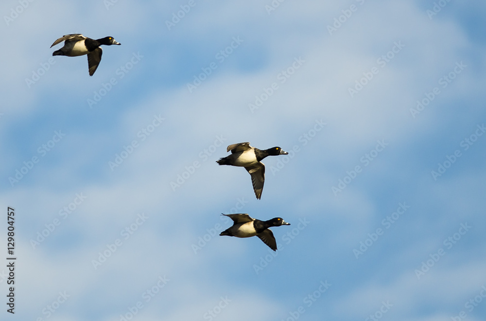Three Ring-Necked Ducks Flying in a Blue Sky Three Ring-Necked Ducks Flying in a Blue Sky