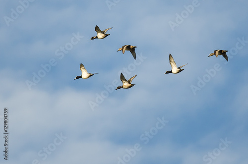 Small Flock of Ring-Necked Ducks Flying in a Blue Sky