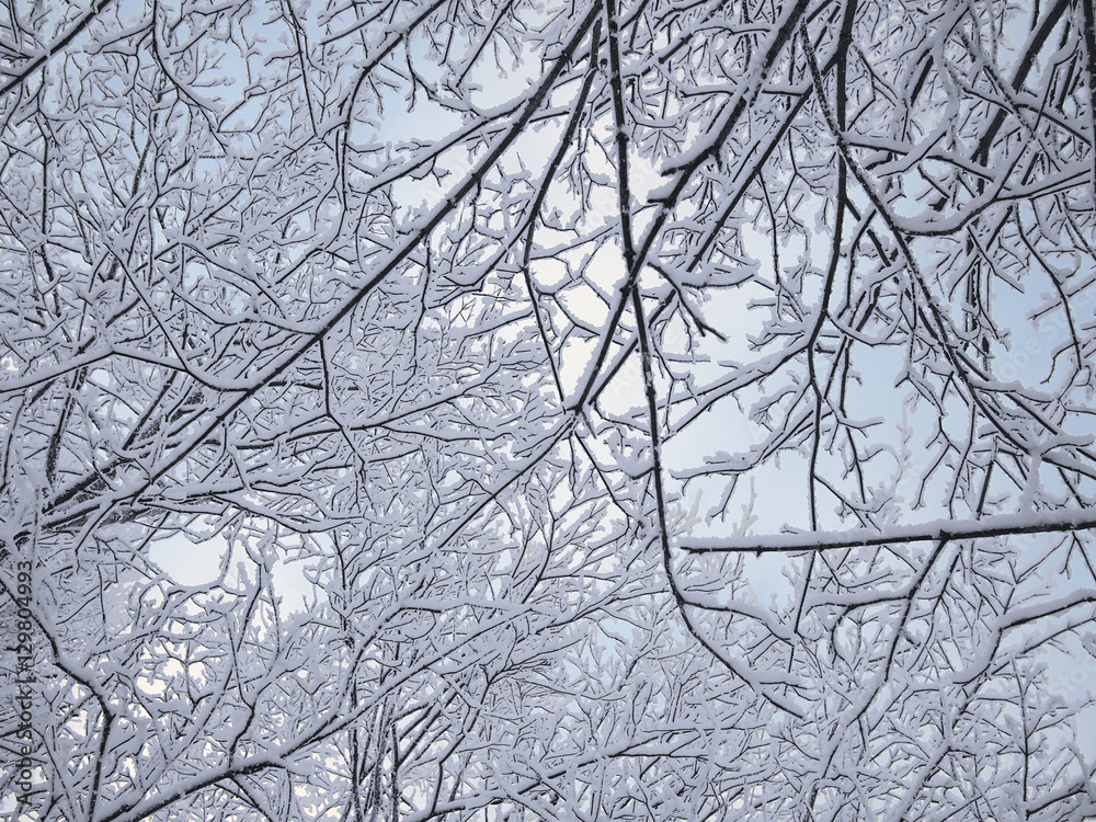 Obraz premium Background of the branches in the snow of dark winter forest in frosty mist