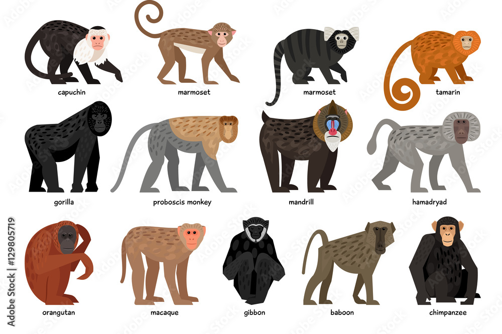 Big set of different Monkeys - obrazy, fototapety, plakaty 