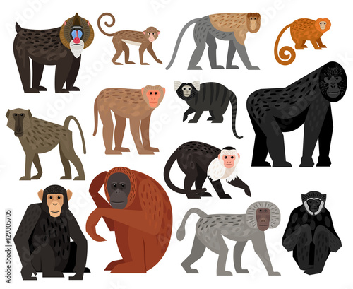 Big collection of different cute Monkeys