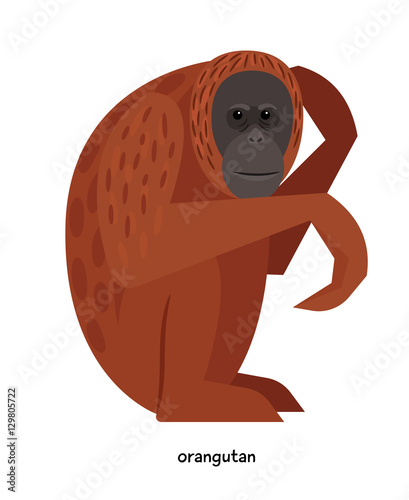Brown funny orangutan - very large ape