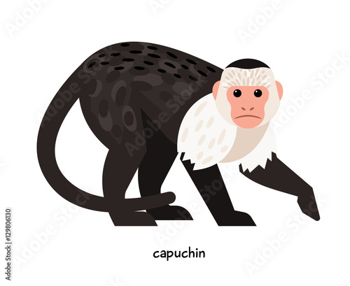 Capuchin - the most popular of all the monkeys, available for home keeping
