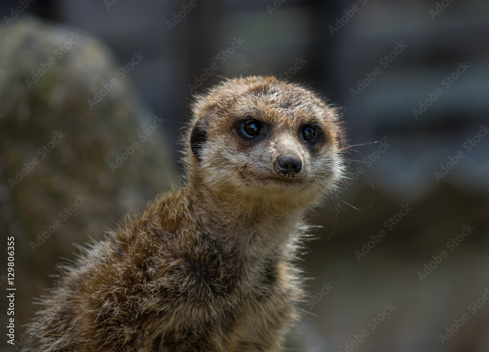 .The meerkat in a zoo in Germany .The meerkat in a zoo in Germany