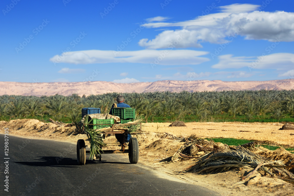 © Oleg Znamenskiy - Egyptian peasant rides in a cart