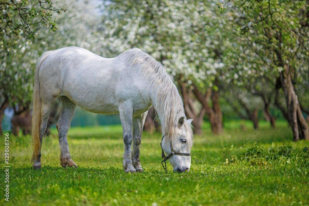 White Horse in the apple orchard