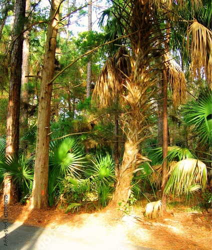 Tropical palm trees.