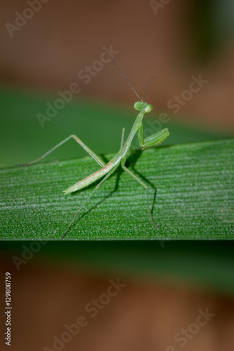 Bild auf Leinwand Green Praying Mantis Nymphs, South Africa
