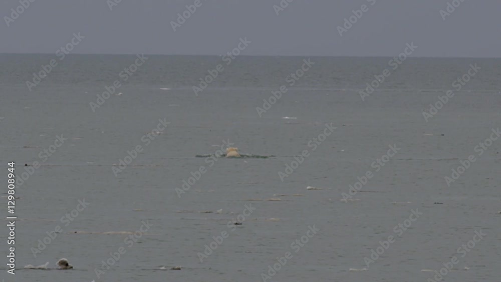 Seal swims past polar bear hunting in arctic sea Seal swims past polar bear hunting in arctic sea
