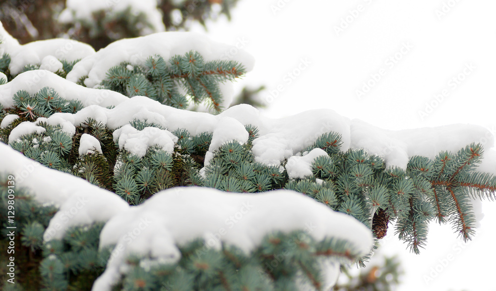 blue spruce branch with snow on white background