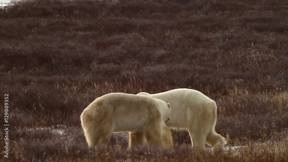 Slow motion of two wild polar bears circling each other getting ready to spar Slow motion of two wild polar bears circling each other getting ready to spar