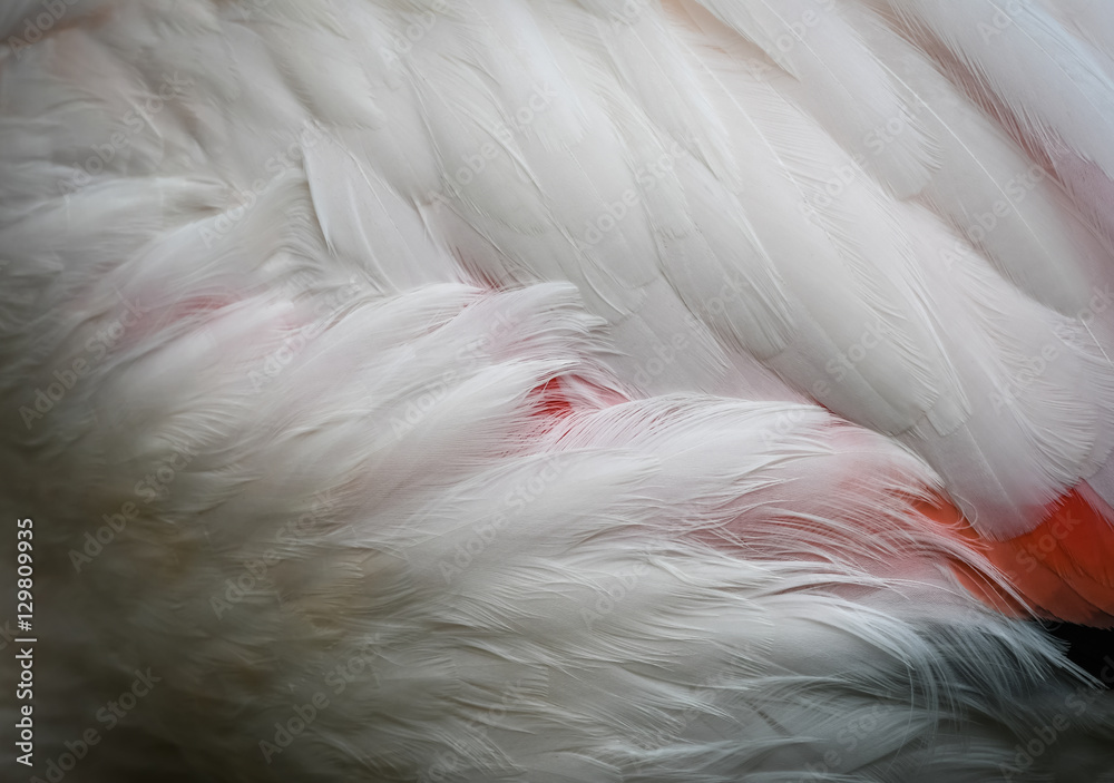 Fototapeta premium Flamingo Feathers