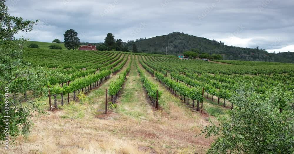 Vineyard Landscape. Vineyard Landscape.
