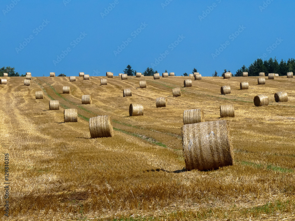 Hay bales in the field.