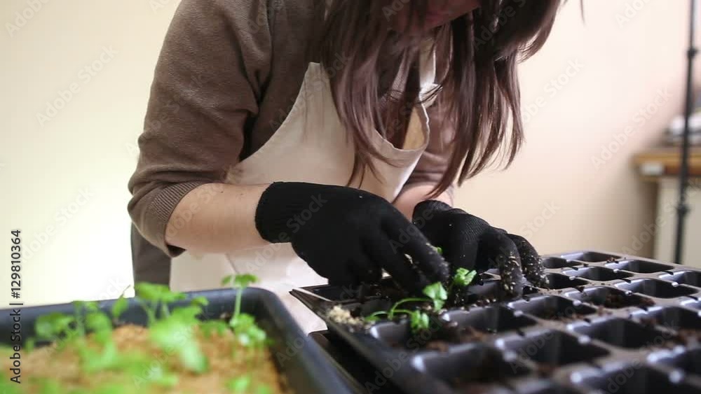 Gardener transplanting celeriac seedlings into individual pots. Woman