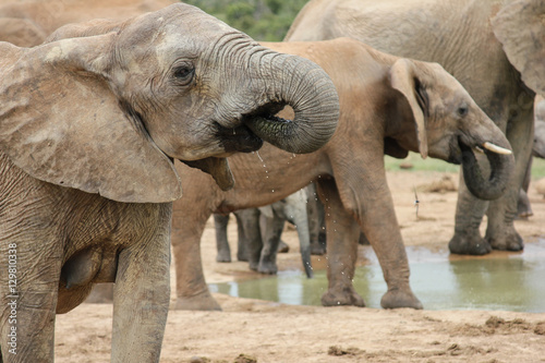 Photography elephants drinking