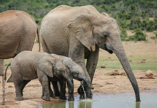 Photography baby elephants drinking