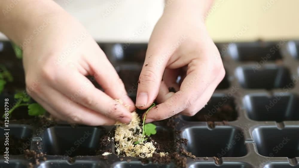 Gardener transplanting celeriac seedlings into individual pots. Woman