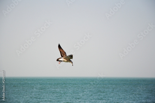 bird flying over sea