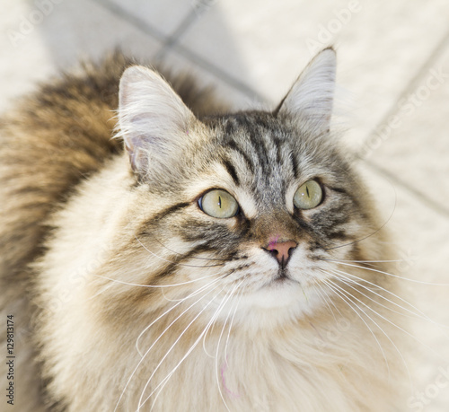 cat looking up, gorgeous brown tabby kitten of siberian breed