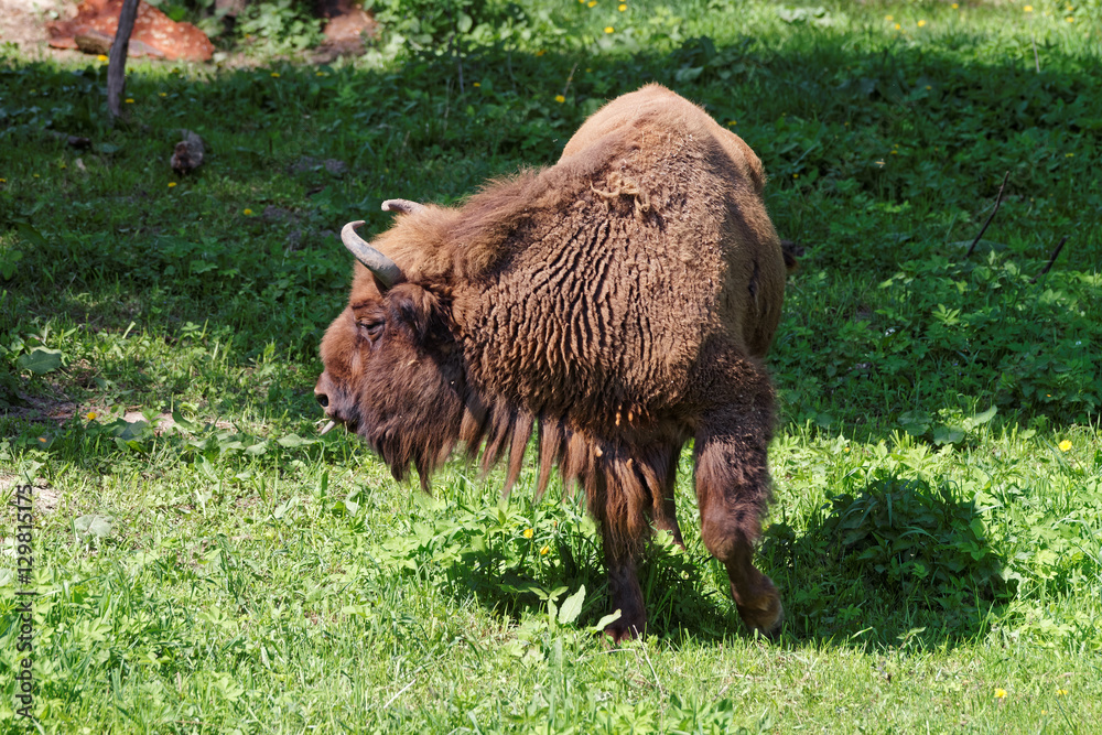 Bison in Bialowieza National Park of Poland Bison in Bialowieza National Park of Poland