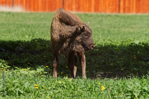 Calf of Bison at Bialowieza National Park in Poland