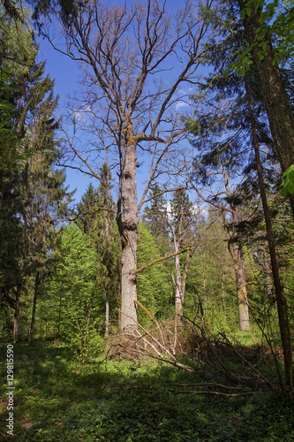 Old dry Tree in Bialowieza National Park in Poland