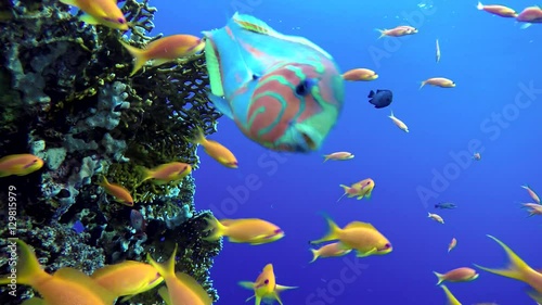 Wallpaper Mural Tropical fish and coral reefs. A warm sea. Diving. Torontodigital.ca