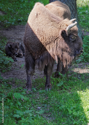 Bison and calf in Bialowieza National Park in Poland