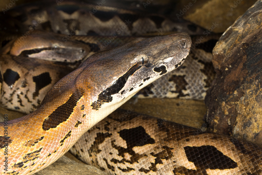 Dumeril's Ground Boa, Acrantophis dumerili, is the second largest snake in MadagascarDumeril's Ground Boa, Acrantophis dumerili, is the second largest snake in Madagascar Dumeril's Ground Boa, Acrantophis dumerili, is the second largest snake in MadagascarDumeril's Ground Boa, Acrantophis dumerili, is the second largest snake in Madagascar