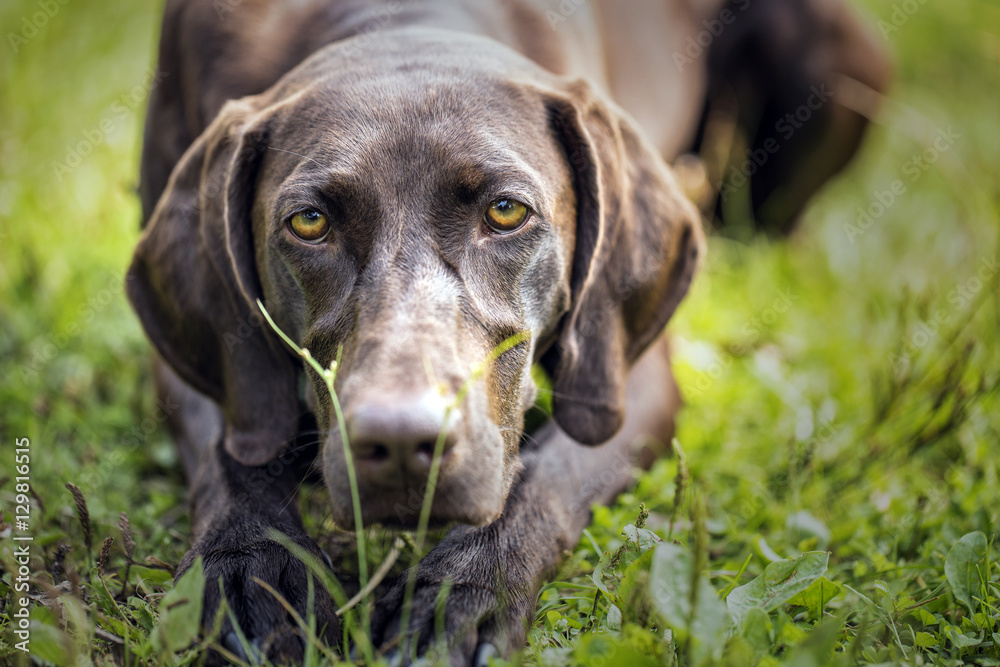 Kurzhaar with trophy snipe. Dog in a meadow next to gun, and extracted the birds. Kurzhaar with trophy snipe. Dog in a meadow next to gun, and extracted the birds.