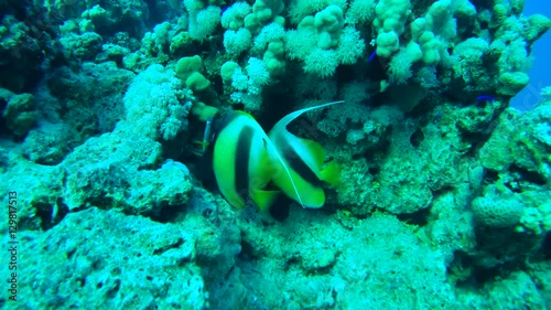 ангел  A pair of longfin bannerfish (Heniochus acuminatus) swim near a coral reef, Red sea, Sharm El Sheikh, Sinai Peninsula, Egypt
 photo