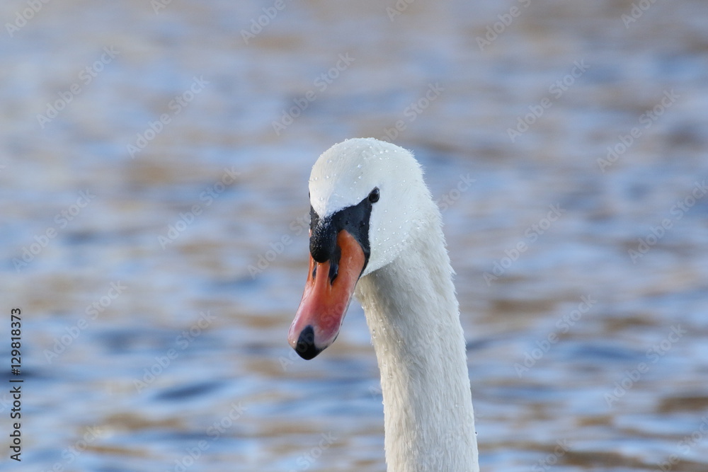 Schwan Schwan