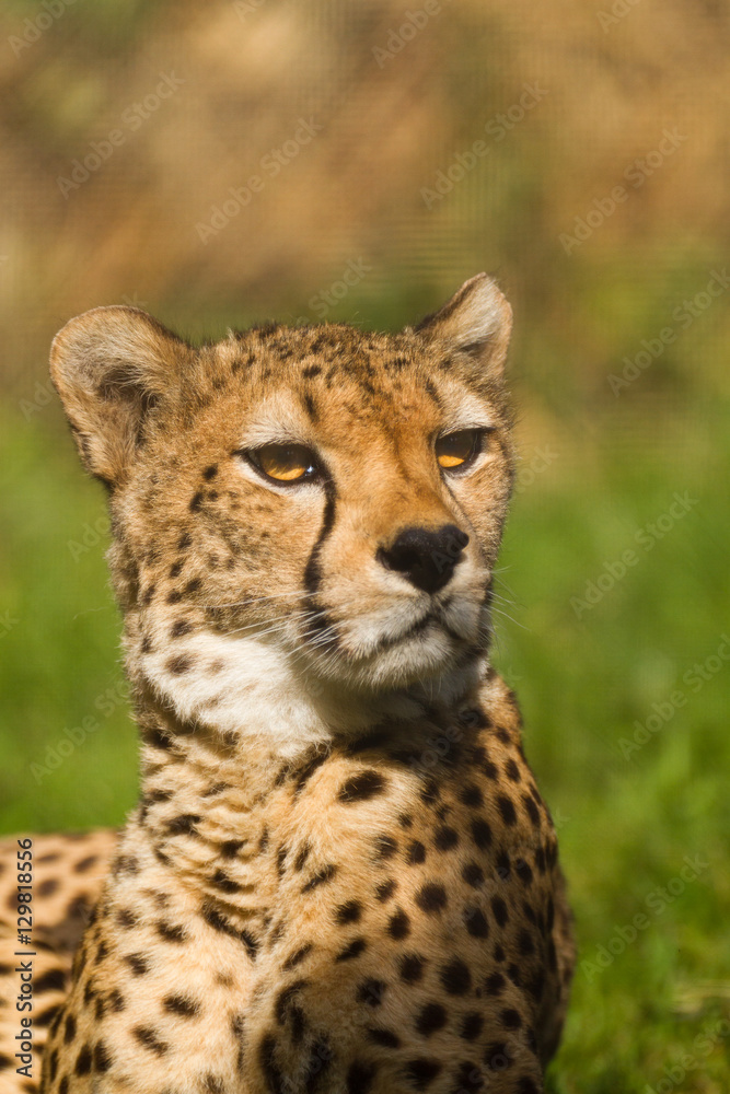 Cheetah Cheetah