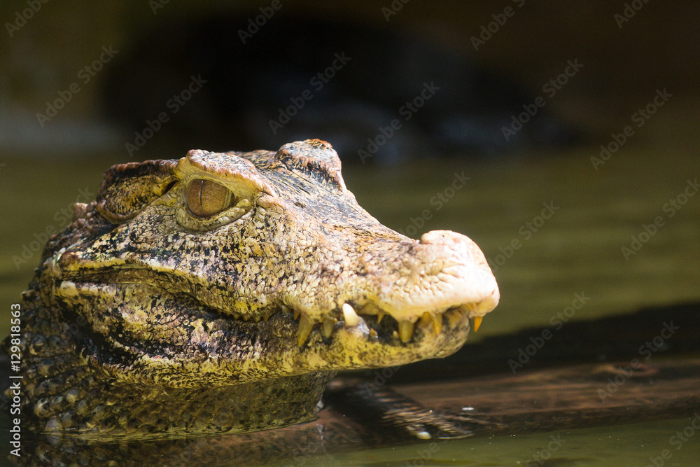 Obraz premium Head from a caiman